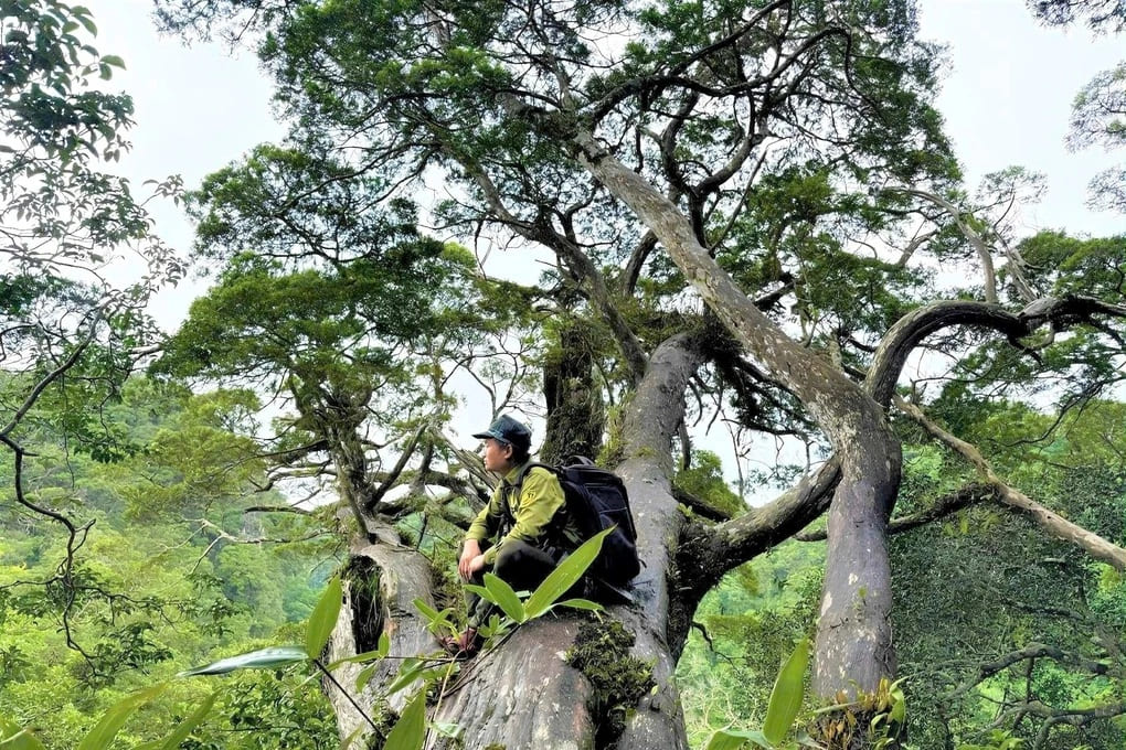 Khám phá rừng Bách xanh đá ở Phong Nha Kẻ Bàng