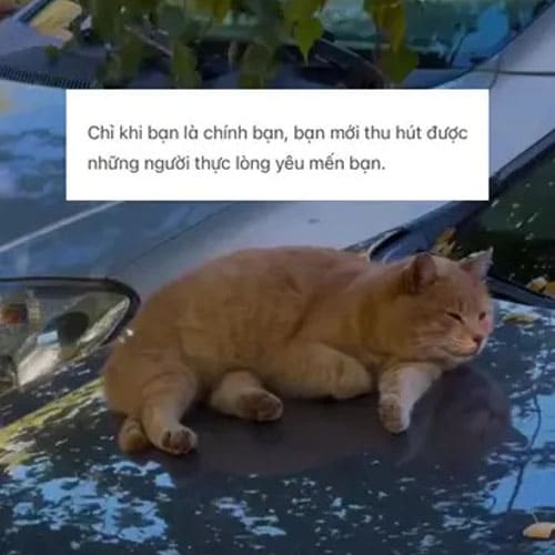 Trích Đoạn Hay Cuốn Sách Tâm Lý Học Về Giá Trị Bản Thân Giúp Chữa Lành Trích Đoạn Hay Cuốn Sách Tâm Lý Học Về Giá Trị Bản Thân Giúp Chữa Lành
